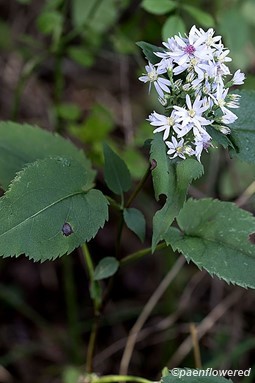 Heartleaf aster